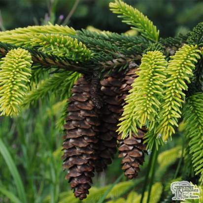 Buy Picea orientalis ‘Aureospicata’ (Golden Caucasian Spruce) online from Jacksons Nurseries