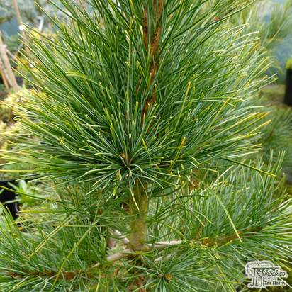 Buy Pinus cembra online from Jacksons Nurseries