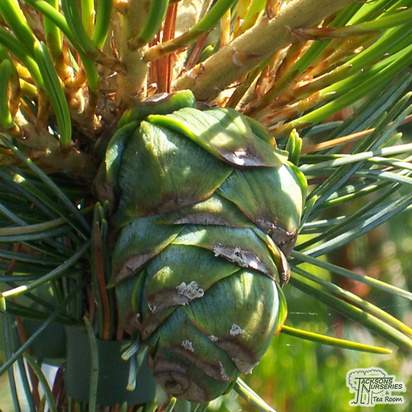 Buy Pinus sylvestris Watereri online from Jacksons Nurseries