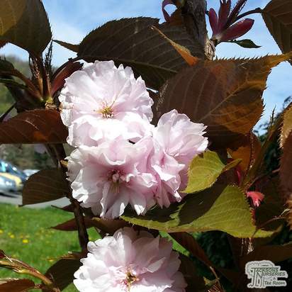Buy Prunus Kanzan (Japanese Flowering Cherry) online from Jacksons Nurseries