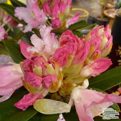 Buy Rhododendron Bashful (Yakushimanum Rhododendron) online from Jacksons Nurseries
