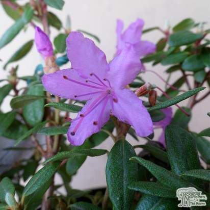 Buy Rhododendron ‘Drake’s Mountain’ online from Jacksons Nurseries.