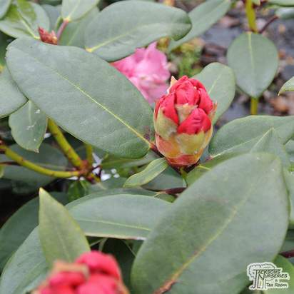 Buy Rhododendron Lord Roberts (Hybrid Rhododendron) online from Jacksons Nurseries