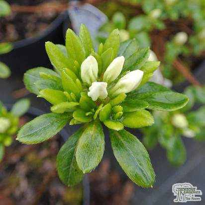 Buy Rhododendron azalea ‘Diamond White’ online from Jacksons Nurseries