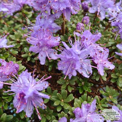 Buy Rhododendron impeditum Select (Dwarf Rhododendron) online from Jacksons Nurseries