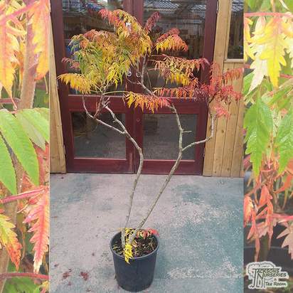 Buy Rhus typhina Dissecta (Cut Leaf Stag's Horn Sumach) online from Jacksons Nurseries