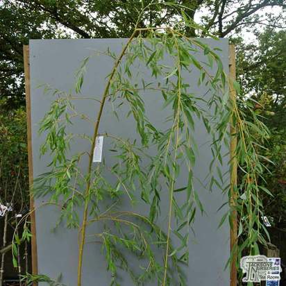 Buy Salix x sepulcralis Chrysocoma (Golden Weeping Willow) online from Jacksons Nurseries