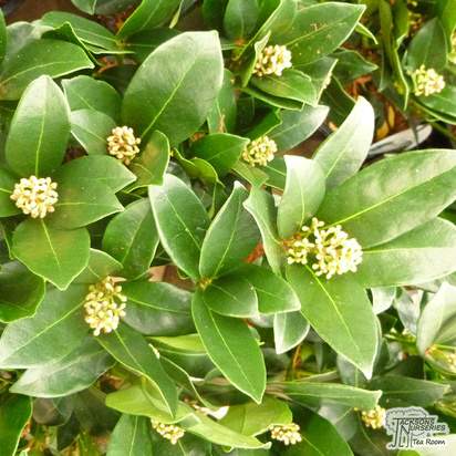 Buy Skimmia japonica Olympic Flame (Japanese Skimmia (Female)) online from Jacksons Nurseries