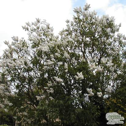 Buy Syringa vulgaris Madame Lemoine (Common Lilac) online from Jacksons Nurseries