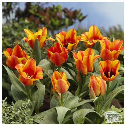 Buy Tulip kaufmanniana - Johann Strauss (Bulbs) in the UK