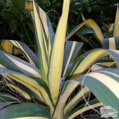 Buy Yucca filamentosa 'Color Guard' (Needle Palm) online from Jacksons Nurseries