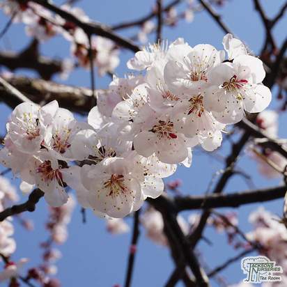 Buy Apricot - Prunus armeniaca Moorpark online from Jacksons Nurseries