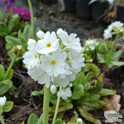 Buy Primula denticulata (Drumstick Primula) online from Jacksons Nurseries