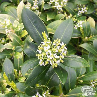 Buy Skimmia x japonica 'Kew White' at Jacksons Nurseries