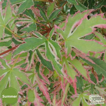 Buy Acer palmatum 'Kagiri-nishiki' (Japanese Maple) online from Jacksons Nurseries