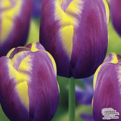 Buy Tulip - Arabian Beauty (Bulbs) in the UK
