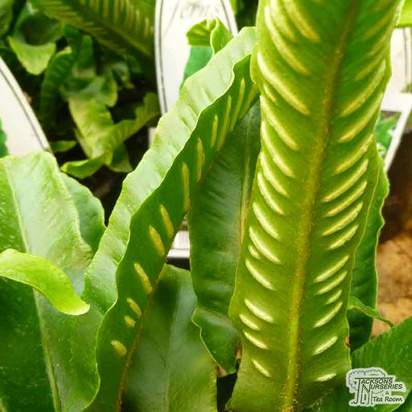 Buy Asplenium scolopendrium under leaf