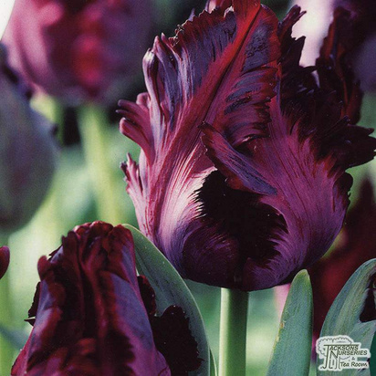 Buy Tulip - Black Parrot (Bulbs) in the UK