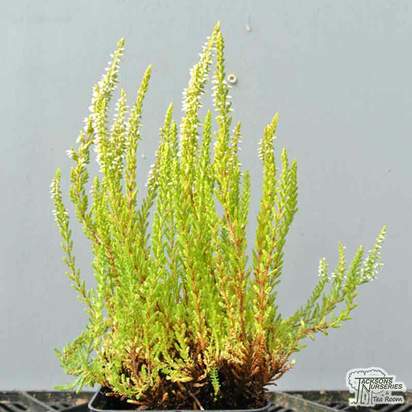 Buy Calluna vulgaris ‘Gold Mist’ (Heather) online from Jacksons Nurseries.