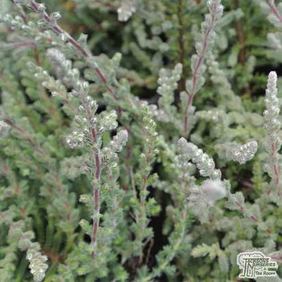 Buy Calluna vulgaris Silver Queen (Scots Heather) online from Jacksons Nurseries