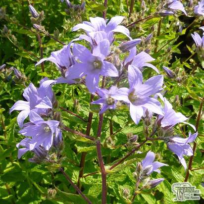 Buy Campanula lactiflora Pritchards Variety (Milky Bellflower) online from Jacksons Nurseries