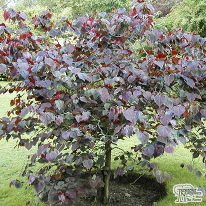 Buy Cercis canadensis Forest Pansy (North American Redbud) online from Jacksons Nurseries