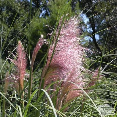Buy Cortaderia selloana Rosea (Pink Pampas Grass) online from Jacksons Nurseries