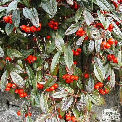 Buy Cotoneaster franchetii (Cotoneaster) online from Jacksons Nurseries