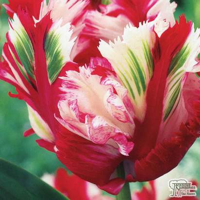 Buy Tulip Lily Flowered - Estella Rijnveld (Bulbs) in the UK