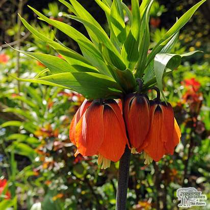 Buy Fritillaria imperialis 'Rubra' (Bulbs) in the UK