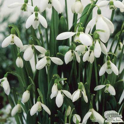 Buy Galanthus (Snowdrop) - Elwesii (Bulbs) in the UK