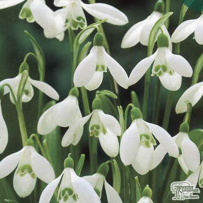 Buy Galanthus (Snowdrop) - woronowii (Bulbs) in the UK
