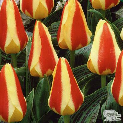 Buy Tulip - Gluck (Bulbs) in the UK