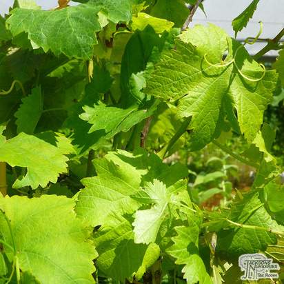 Buy Grape - Vitis vinifera Vroege van der Laan online from Jacksons Nurseries