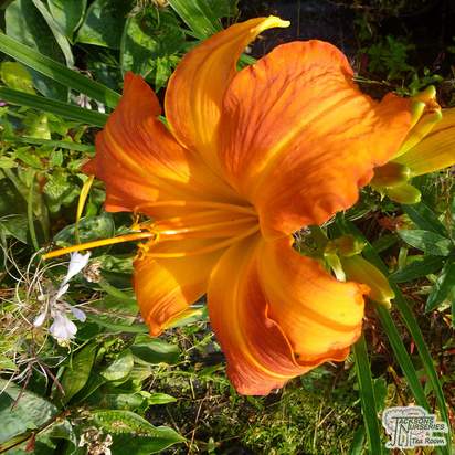 Buy Hemerocallis ‘Primal Scream’ (Daylily) online from Jacksons Nurseries. Guaranteed best value plants, low plant prices with fast UK delivery.