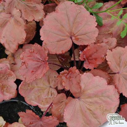 Buy Heuchera 'Autumn Leaves' online from Jacksons Nurseries.