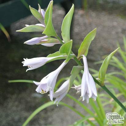 Buy Hosta 'Empress Wu' (Plantain Lily) online from Jacksons Nurseries. Guaranteed best value plants, low plant prices with fast UK delivery.