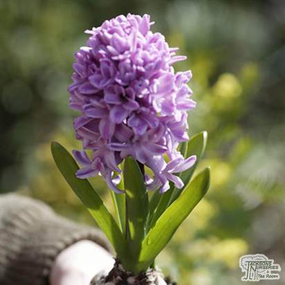 Buy Hyacinth - Splendid Cornelia (Bulbs) in the UK