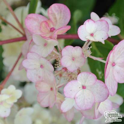 Buy Hydrangea paniculata Vanille Fraise at Jacksons Nurseries