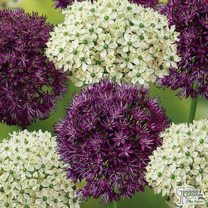 Buy Allium - Kings and Queens (bulbs) in the UK