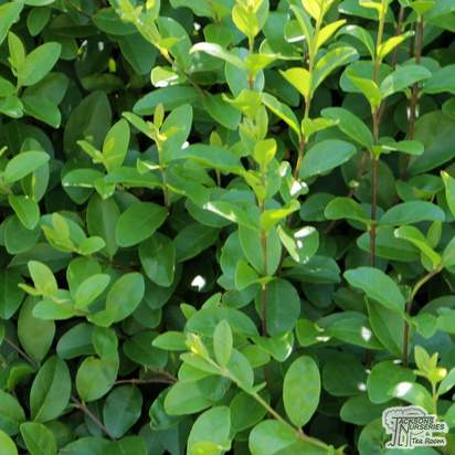 Buy Ligustrum ovalfolium Common Green Privet Bare Root online from Jacksons Nurseries