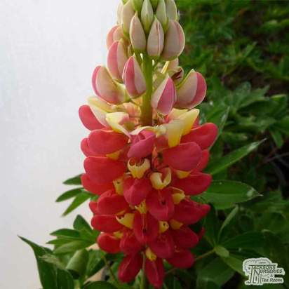 Buy Lupinus polyphyllus 'West Country Tequila Flame'  online from Jacksons Nurseries