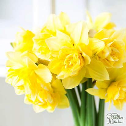Buy Narcissus - Apotheose (Bulbs) in the UK