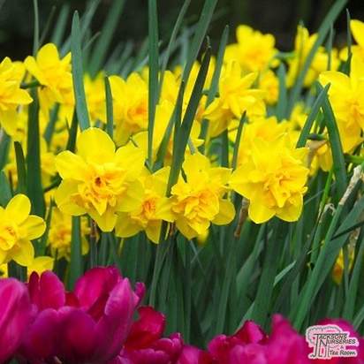 Buy Narcissus (Daffodil) - Double Campernelle (Bulbs) in the UK