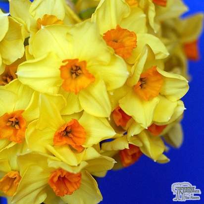 Buy Narcissus (Daffodil) - Falconet (Bulbs) in the UK