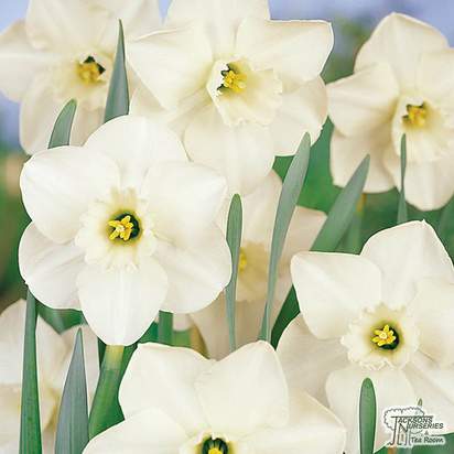 Buy Narcissus - Misty Glen (Bulbs) in the UK