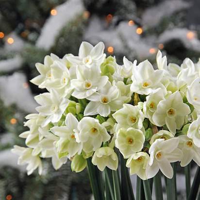Buy Narcissus - Paperwhite Grandiflora (Bulbs) in the UK