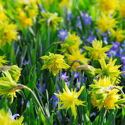 Buy Narcissus (Daffodil) - Rip Van Winkle (Bulbs) in the UK
