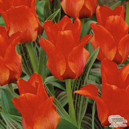 Buy Tulip - Red Riding Hood (Bulbs) in the UK