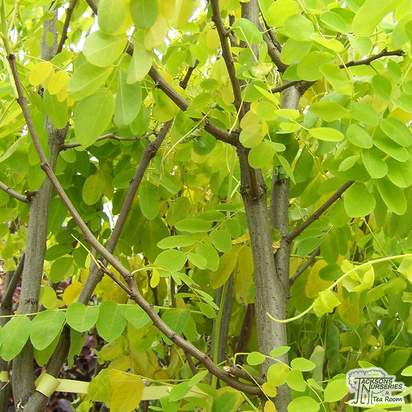 Buy Robinia pseudoacacia Frisia (False Acacia) online from Jacksons Nurseries